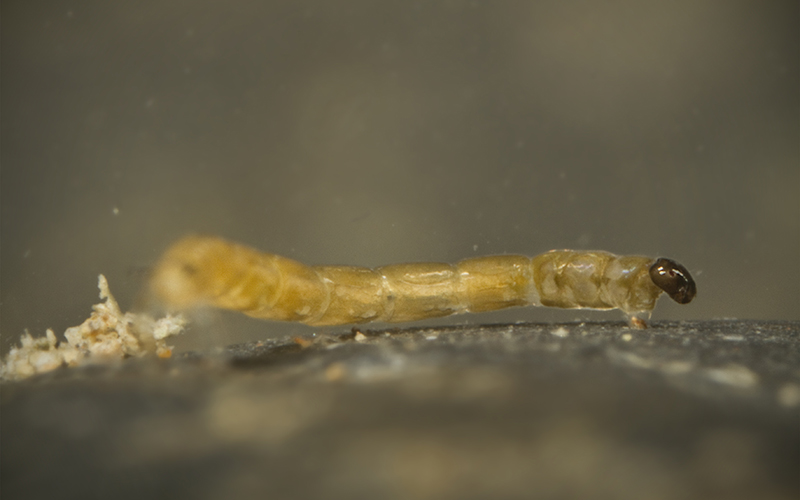 parochlus-larva