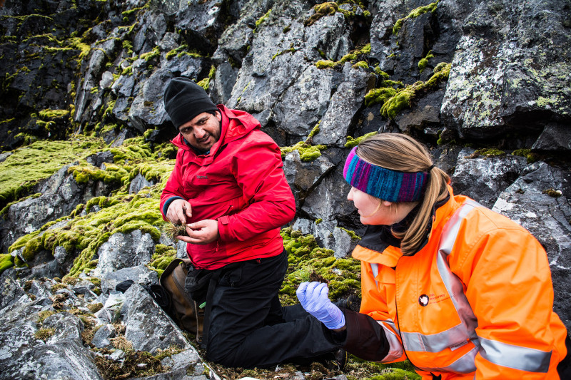 Rómulo Oses y Elisabeth Biersma analizando una muestra de pasto antártico (Deschampsia antarctica) encontrada en bahía Paraíso.
