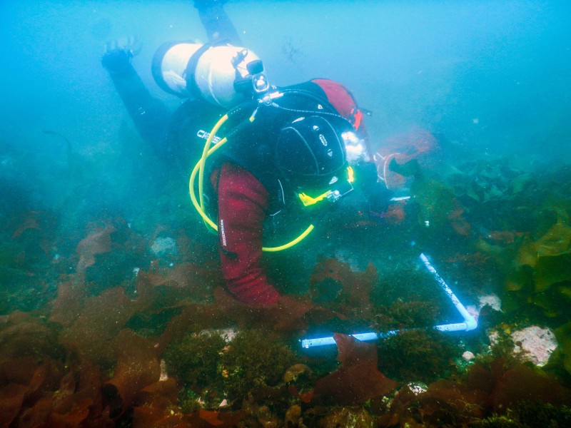 Jaime Ojeda, del grupo de Silvia Murcia y Andrés Mansilla (UMAG), analizando un cuadrante en el fondo marino antártico poblado con macroalgas (crédito: proyecto Macroalgas Antárticas).