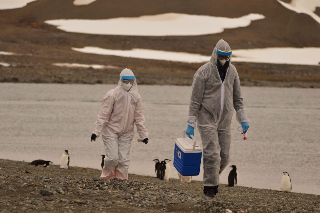 Confirman presencia de gripe aviar en la Antártica: llegó a una base argentina y dejó dos aves muertas